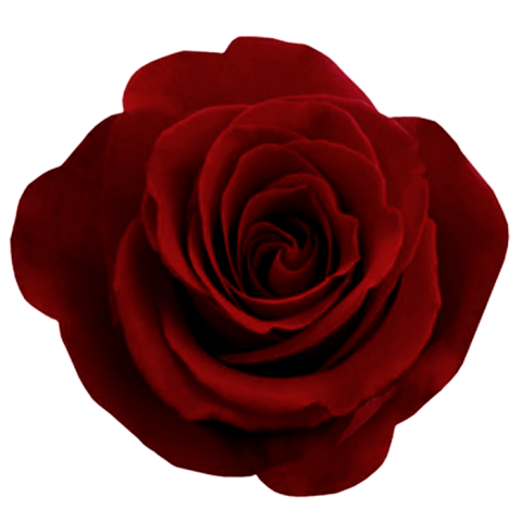 rose_PNG638.png